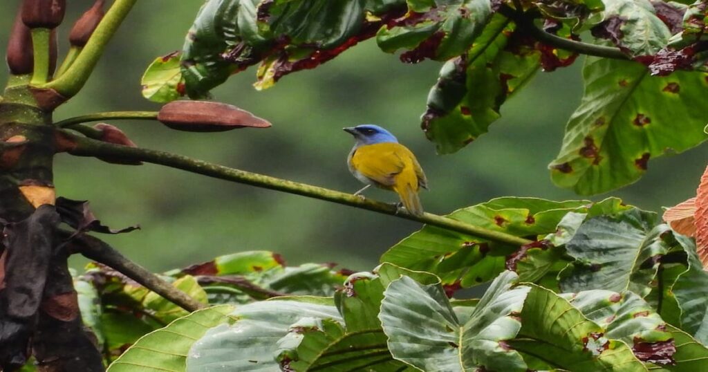 Climate Week Biodiversity 2026 se realizará en Medellín del 28 de septiembre al 1 de octubre