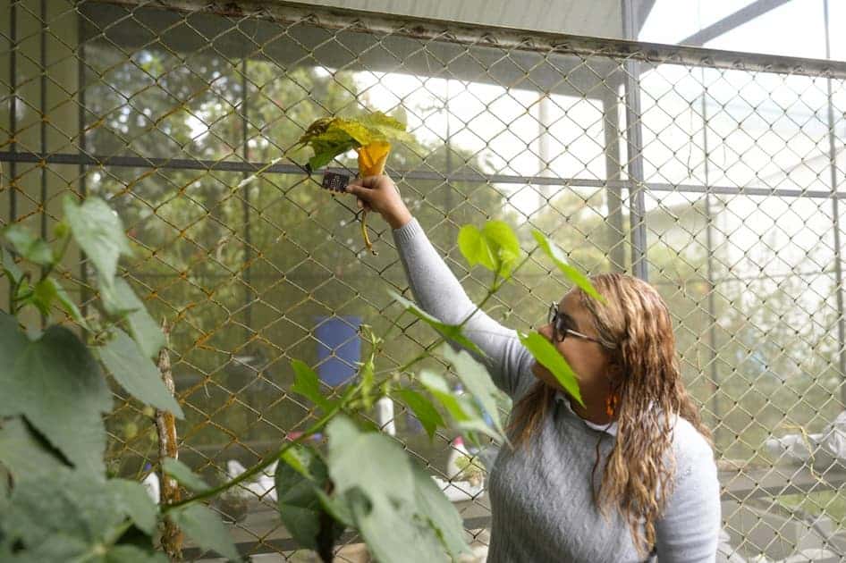 Estudiantes de Santa Elena crean mariposario tecnológico