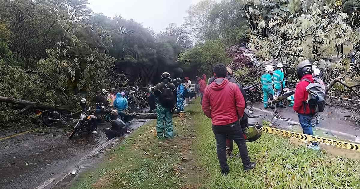 Árbol caído genera congestión en la avenida Regional de Medellín